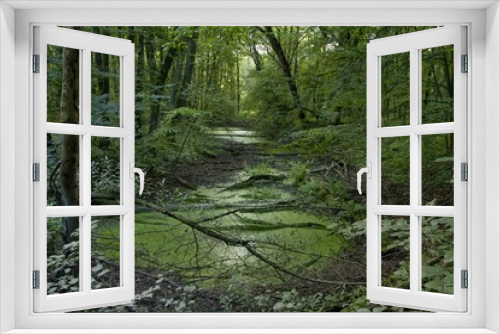 Fototapeta Naklejka Na Ścianę Okno 3D - Wild nature. Mysterious forest and swamp. Spring in the forest. Fresh green image. Poster and background.