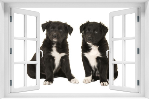 Fototapeta Naklejka Na Ścianę Okno 3D - Two cute black and white  sitting border collie puppy dogs isolated on a white background