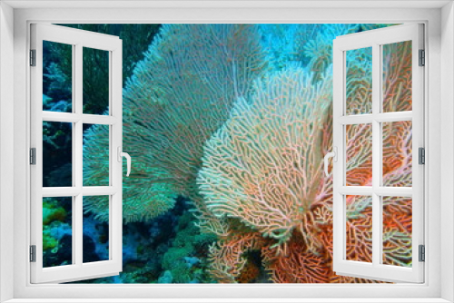 Fototapeta Naklejka Na Ścianę Okno 3D - Gorgonian coral, Island Bali
