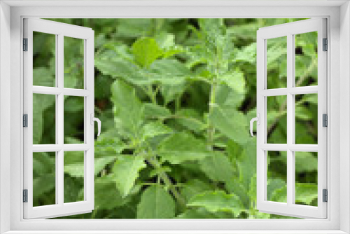Fototapeta Naklejka Na Ścianę Okno 3D - The basil growing in a vegetable garden.