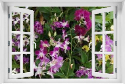 Fototapeta Naklejka Na Ścianę Okno 3D - orchid in the garden