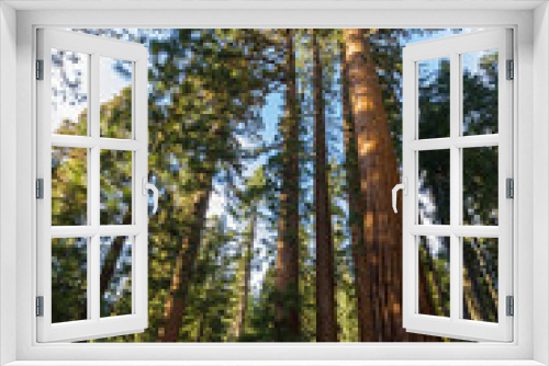 Fototapeta Naklejka Na Ścianę Okno 3D - Tall sequoia from below in Yosemite, California