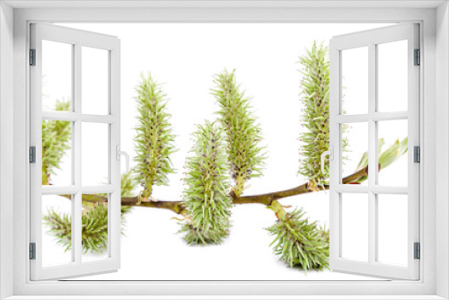 Fototapeta Naklejka Na Ścianę Okno 3D - Blooming willow branch on white background.