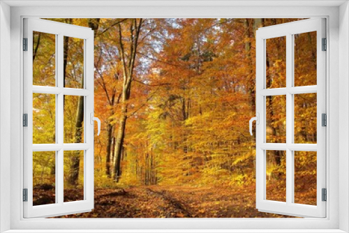 Fototapeta Naklejka Na Ścianę Okno 3D - sunny autumn forest
