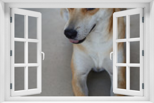 Fototapeta Naklejka Na Ścianę Okno 3D - dog in my home