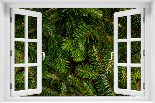 Fototapeta Naklejka Na Ścianę Okno 3D - Pine branches