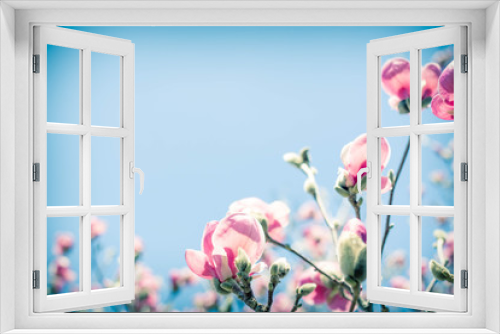 Fototapeta Naklejka Na Ścianę Okno 3D - Magnolia Tulip Tree
