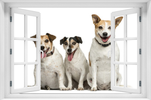 Fototapeta Naklejka Na Ścianę Okno 3D - Three Jack Russell Terrier sitting