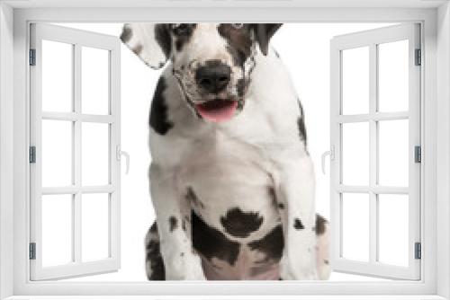 Fototapeta Naklejka Na Ścianę Okno 3D - Great Dane puppy sitting in front of a white background