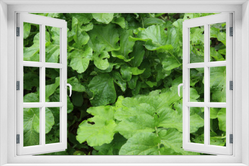 Fototapeta Naklejka Na Ścianę Okno 3D - green raddish plants in growth at vegetable garden