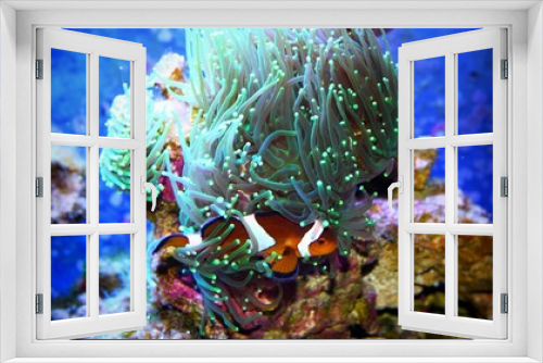 Fototapeta Naklejka Na Ścianę Okno 3D - Clownfish (nemo) in marine aqaurium