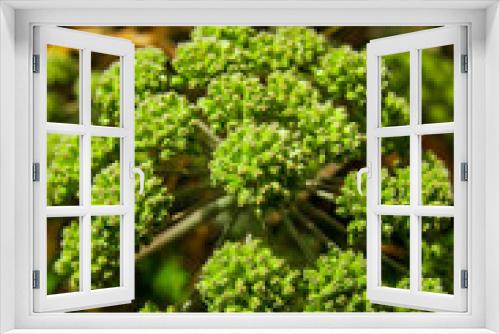 Fototapeta Naklejka Na Ścianę Okno 3D - Angelica archangelica, wild celery
