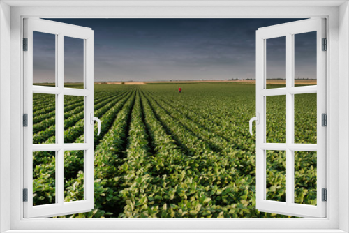 Fototapeta Naklejka Na Ścianę Okno 3D - soybean 12