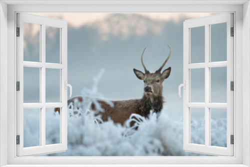 Fototapeta Naklejka Na Ścianę Okno 3D - Red deer in winter