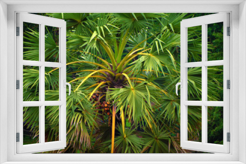 Fototapeta Naklejka Na Ścianę Okno 3D - Green palm sugar tree in Asian jungle.