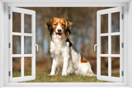 Fototapeta Naklejka Na Ścianę Okno 3D - Kooikerhondje dog outdoors in nature