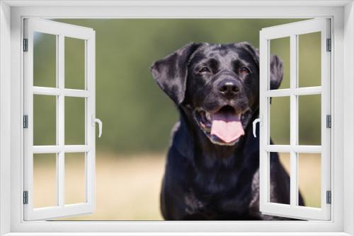 Fototapeta Naklejka Na Ścianę Okno 3D - Black labrador retriever