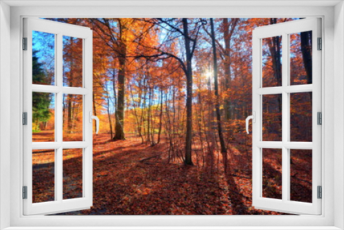 Fototapeta Naklejka Na Ścianę Okno 3D - Herbstlicher Mischwald