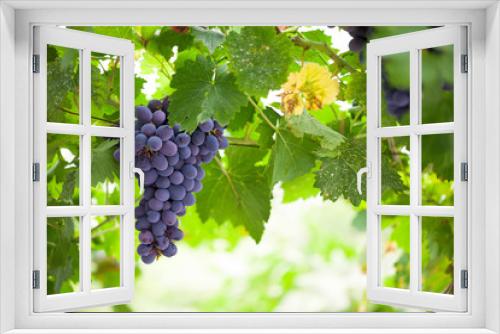 Fototapeta Naklejka Na Ścianę Okno 3D - Purple red grapes with green leaves on the vine. fresh fruits