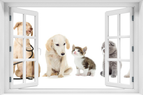 Fototapeta Naklejka Na Ścianę Okno 3D - kitten and puppy looking