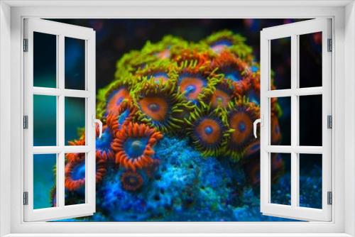Fototapeta Naklejka Na Ścianę Okno 3D - Colorful coral in coral reef aquarium