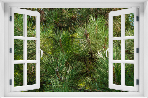 Fototapeta Naklejka Na Ścianę Okno 3D - Green pine needles/Green needles/Pine tree