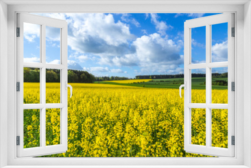 Fototapeta Naklejka Na Ścianę Okno 3D - Rapsfeld im Sommer mit gelben Blüten und blauem Himmel