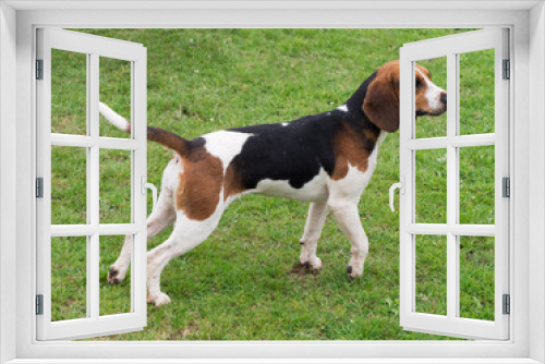 Fototapeta Naklejka Na Ścianę Okno 3D - Beagle outdoors