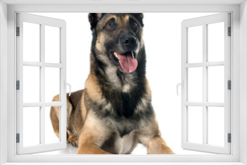 Fototapeta Naklejka Na Ścianę Okno 3D - belgian shepherd dog