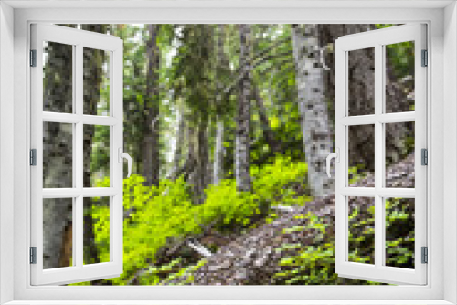 Fototapeta Naklejka Na Ścianę Okno 3D - Forest View
