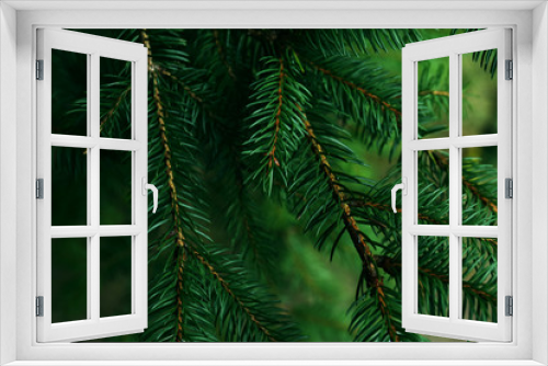 Fototapeta Naklejka Na Ścianę Okno 3D - Spruce background
