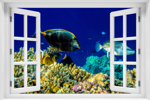 Fototapeta Naklejka Na Ścianę Okno 3D - Picasso triggerfish