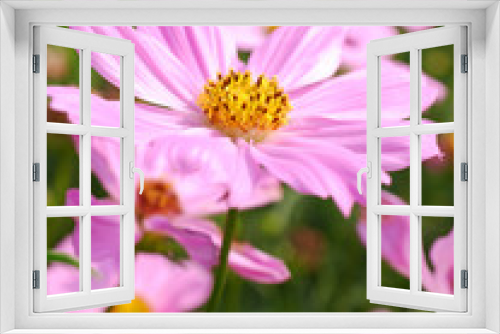 Fototapeta Naklejka Na Ścianę Okno 3D -  beautiful Sulfur Cosmos flower in background blur