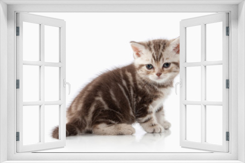 Fototapeta Naklejka Na Ścianę Okno 3D - Cat. Small chocolate british kitten on white background