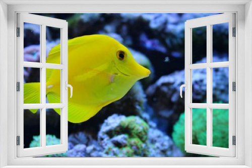 Fototapeta Naklejka Na Ścianę Okno 3D - Yellow Tang (Zebrasoma flavescens)