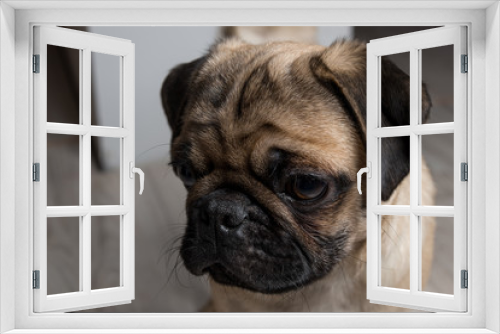 Fototapeta Naklejka Na Ścianę Okno 3D - The pug puppy closeup
