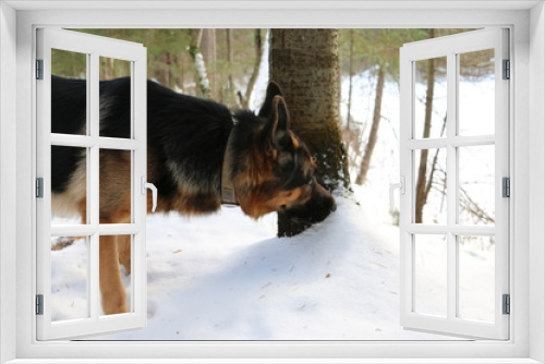 Fototapeta Naklejka Na Ścianę Okno 3D - Собака овчарка в зимнем лесу со снегом