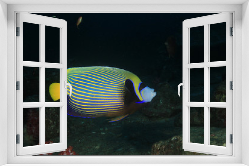 Fototapeta Naklejka Na Ścianę Okno 3D - Tropical fish: Emperor Angelfish
