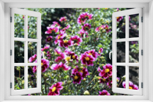 Fototapeta Naklejka Na Ścianę Okno 3D - dahlia garden farm