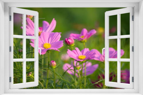 Fototapeta Naklejka Na Ścianę Okno 3D - cosmos flowers