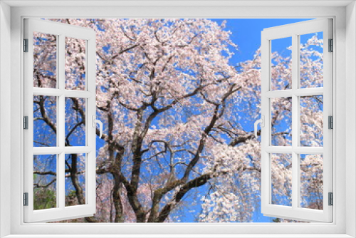 Fototapeta Naklejka Na Ścianę Okno 3D - 青空と枝垂桜