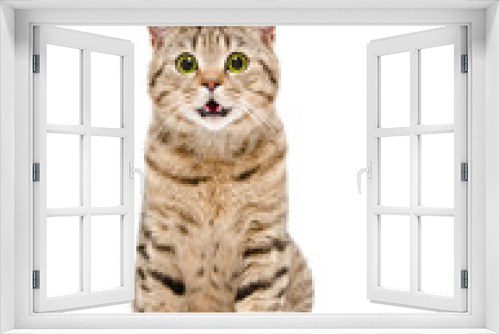 Fototapeta Naklejka Na Ścianę Okno 3D - Portrait of a cute cat Scottish Straight