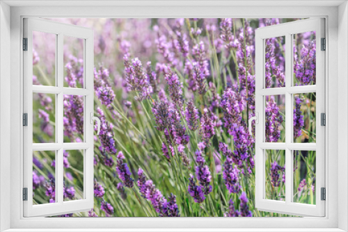 Fototapeta Naklejka Na Ścianę Okno 3D - Lavender bushes closeup on sunset.