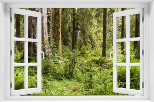 Fototapeta Naklejka Na Ścianę Okno 3D - Hoh Rainforest Panorama