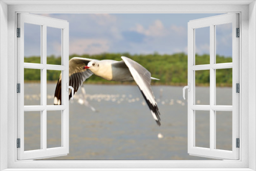 Fototapeta Naklejka Na Ścianę Okno 3D - Seagull in Thailand.