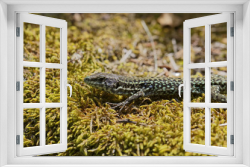 Fototapeta Naklejka Na Ścianę Okno 3D - Padarcis tiliguerta, Tyrrhenian Wall Lizard (male)