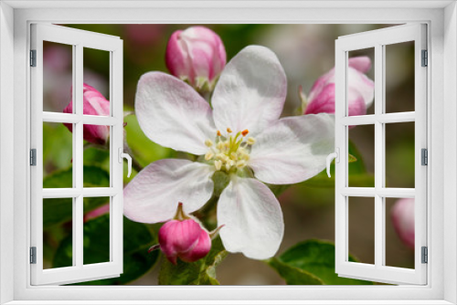 Fototapeta Naklejka Na Ścianę Okno 3D - Close-up of an apple blossom