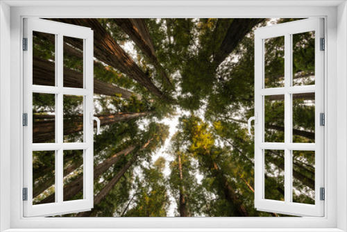Fototapeta Naklejka Na Ścianę Okno 3D - Redwoods - Stout Grove