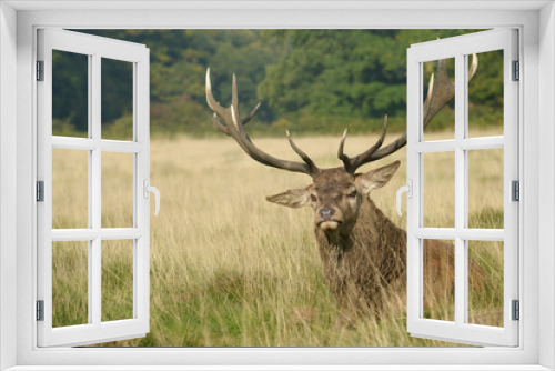 Fototapeta Naklejka Na Ścianę Okno 3D - Red Deer, Deer, Cervus elaphus