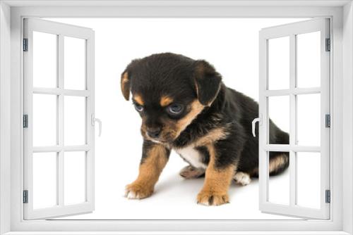 Fototapeta Naklejka Na Ścianę Okno 3D - puppy isolated